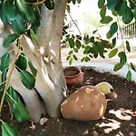 Irene Casa de Férias