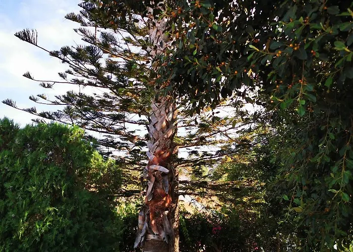 Irene העיירה קוס